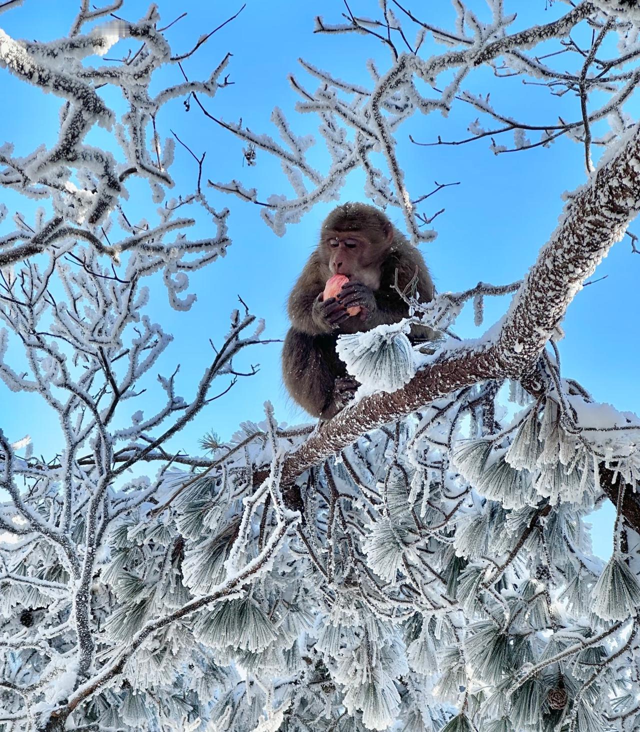 上次爬黄山遇到的小吗喽！
黄山的猴子是真的多
这是上次去爬山时拍到的
倒也不像网