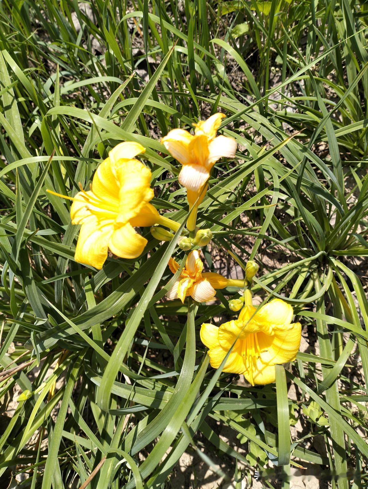 昨日黄花