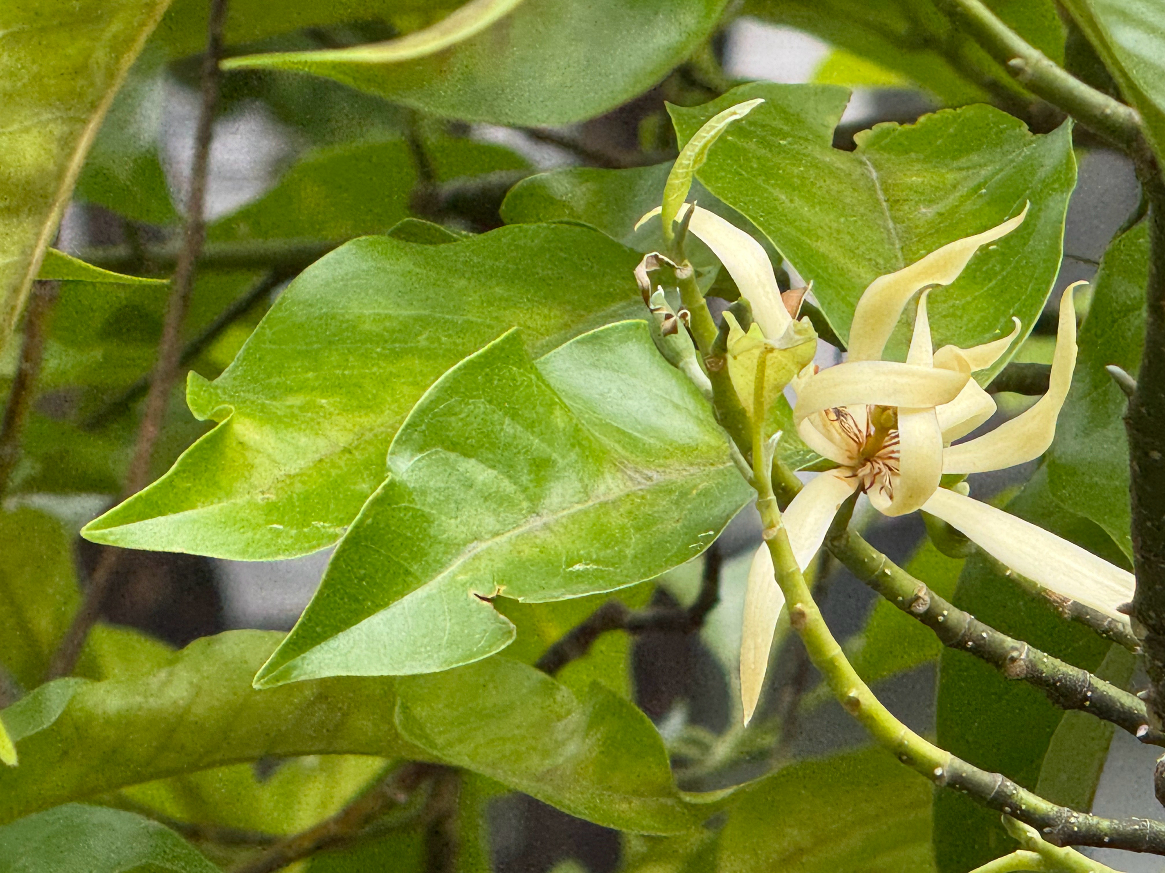 早晨🌿将今年的第一朵白兰花献给我在世上所有的老师 