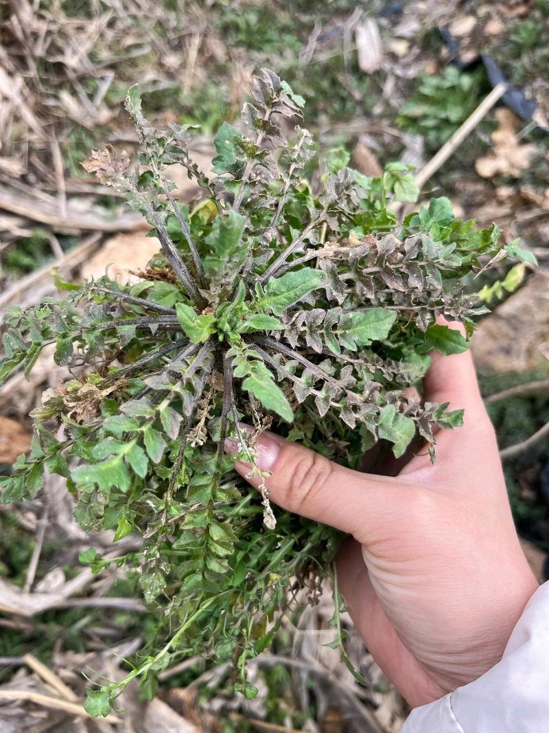 真是活久见！4月1号，重庆一男子上山挖野菜，本想挖点蒲公英，荠菜，回家尝鲜，没成