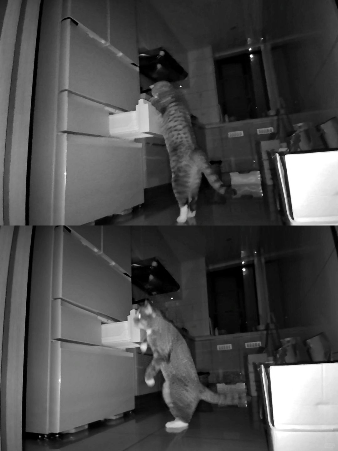 家里进贼了，我的小猫....