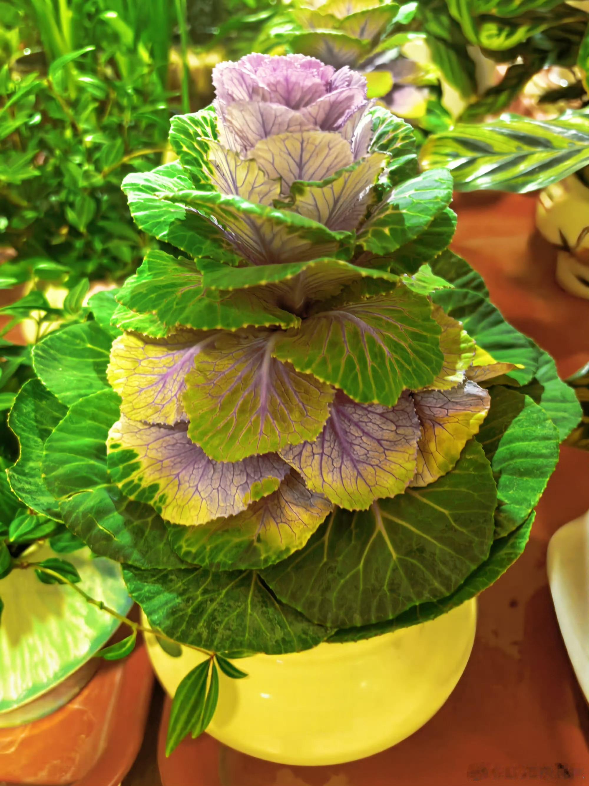 在兰州新区游玩【丝路花漾｜邂逅兰州新区浪漫花境🌷】谁说西北只有大漠风光，兰州新