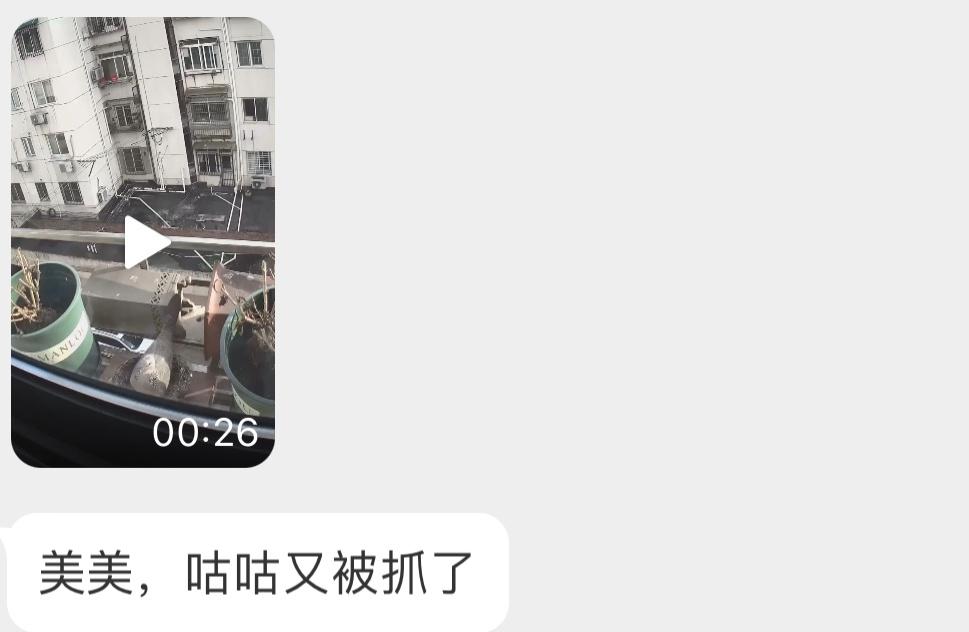 ？？？红隼总是出其不意攻其不备珠颈斑鸠逃得是很快，但刚出壳的小斑鸠只能被加餐了…