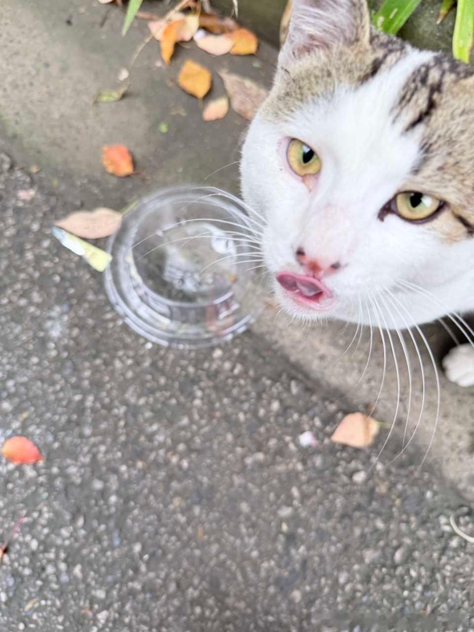 49258【丑猫】zui巴🫦 