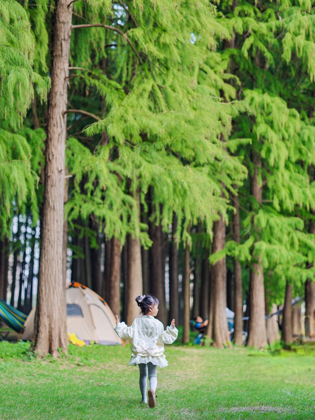 武汉超小众冷门公园，藏在市中心的水杉林🌲