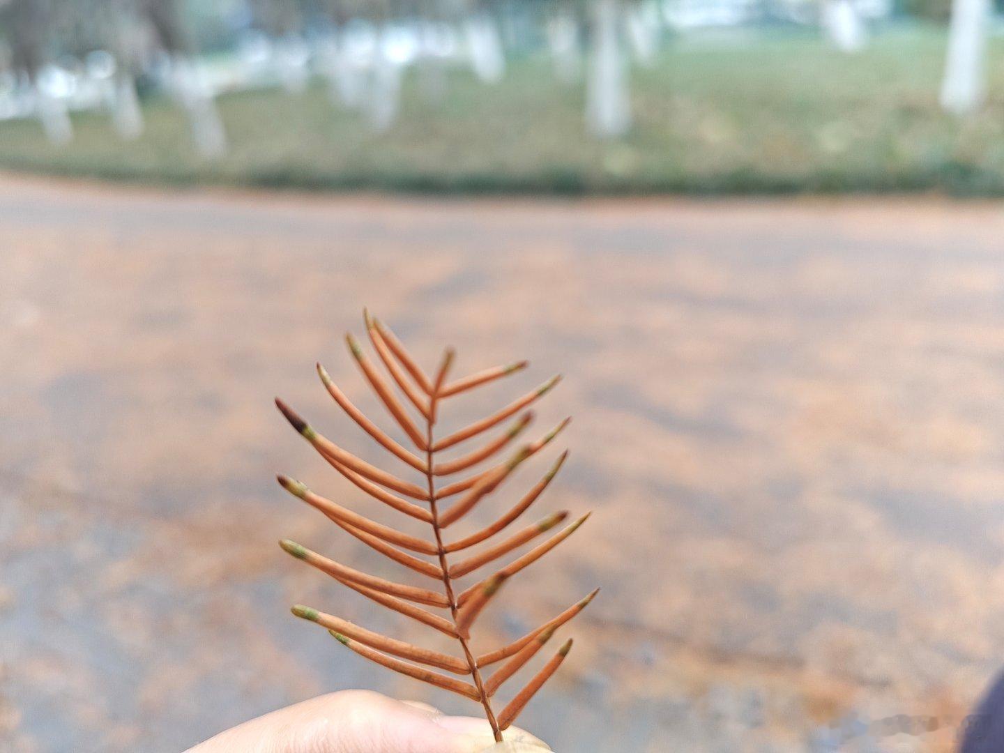 每年它们都以这样的姿势知秋越冬，今年却觉前所未有的张扬隆重，枯似火烧云，落像千秋