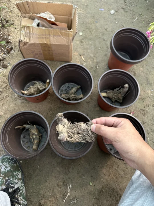 朋友笑我美人蕉还用买？绿化带不都是！