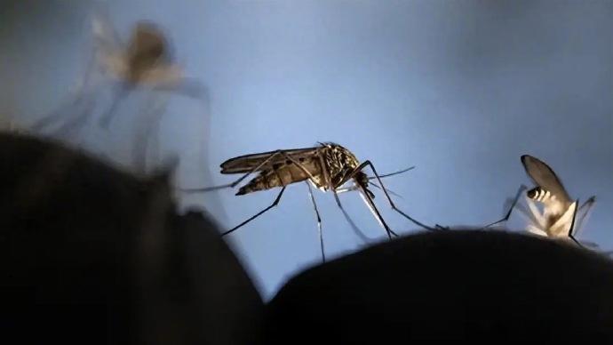 谷歌计划投放3200万只蚊子近日，谷歌正通过其母公司Alphabet旗下的生物技