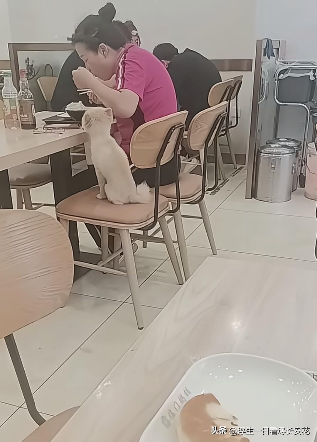最近，辽宁的桓仁福临门粥铺差评如潮，又是狗上桌，又是无人劝阻，人与宠物一起就餐，