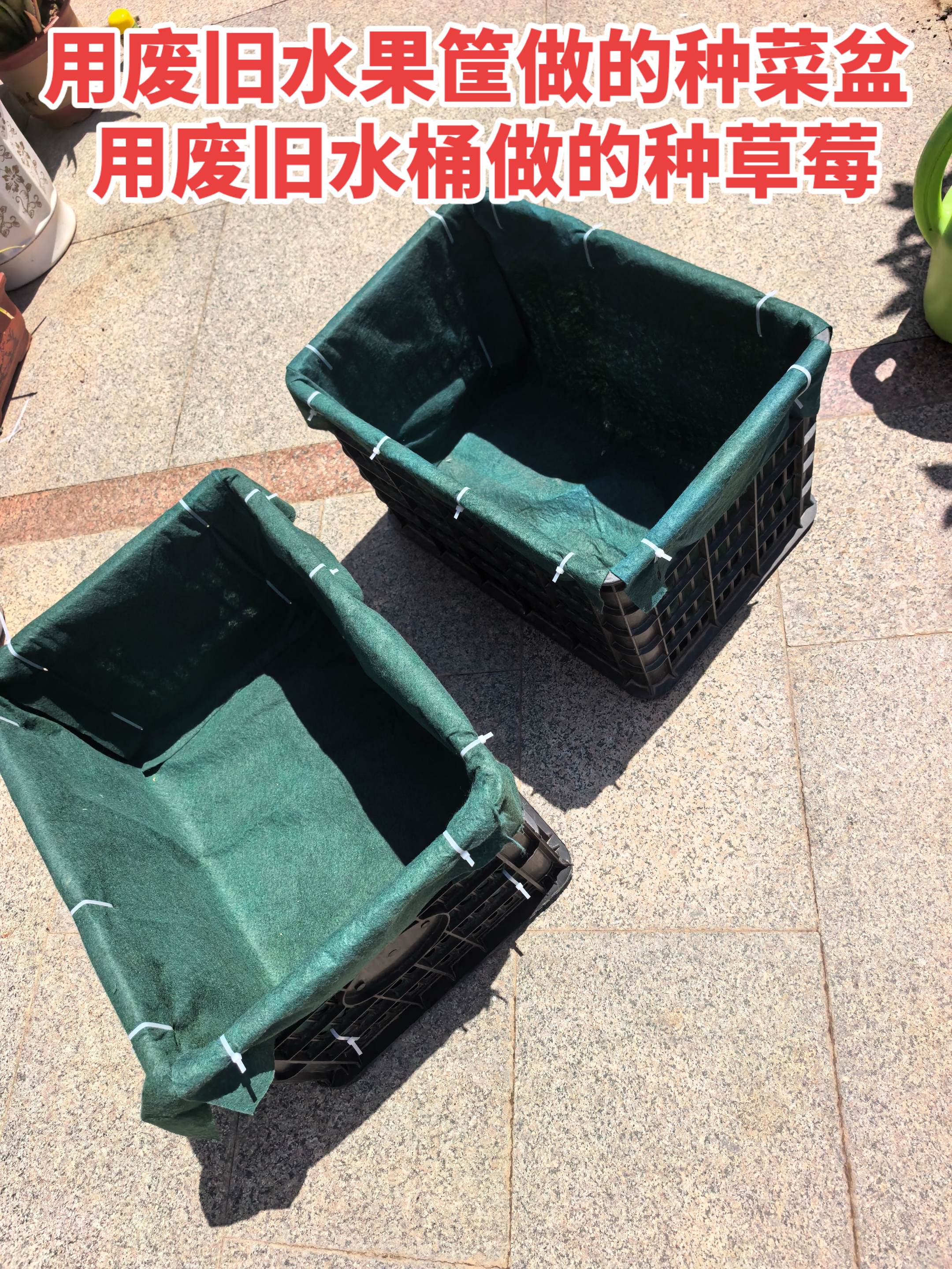 废旧水桶种草莓🙈