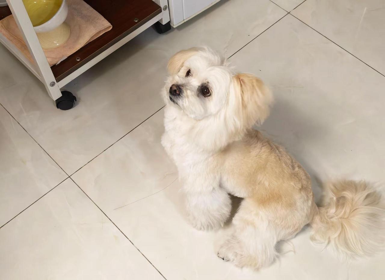 公安监控看着从毗邻路穿过梅园大道，往西过红绿灯了;但到通江路与毗邻路是往南，往北