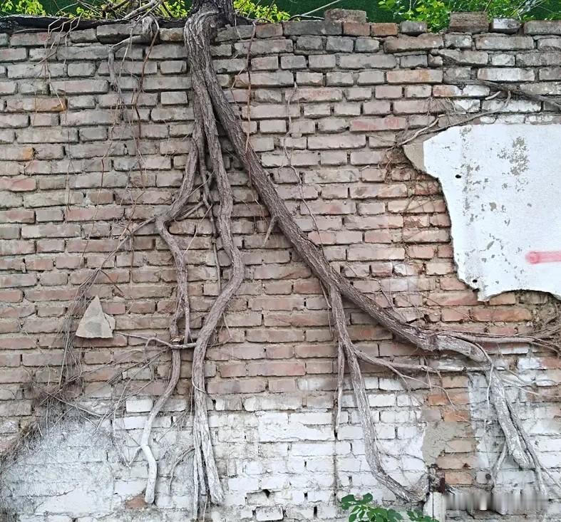 为了半尺地，我与邻居亲如一家
前些日子，我跟对门的张叔险些吵起来，就为了院墙根那