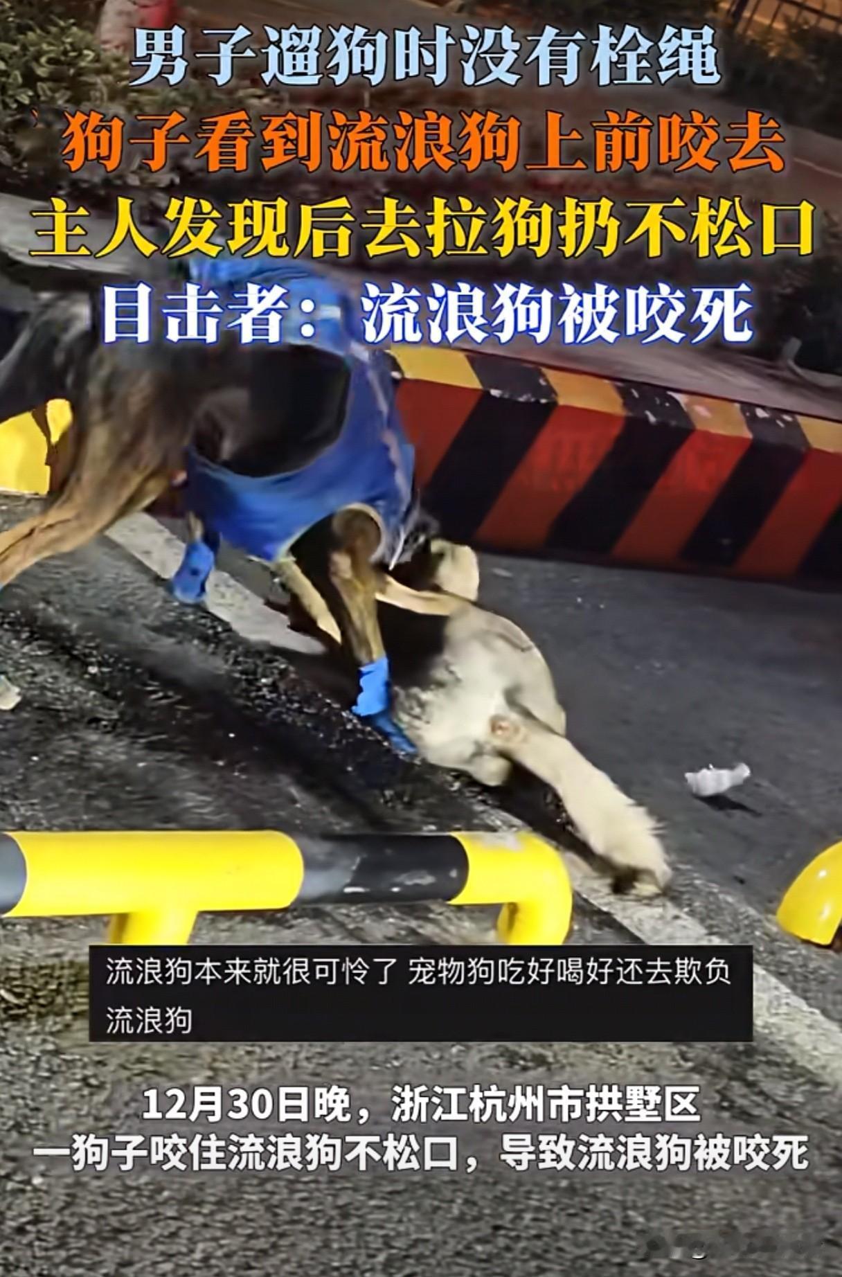 “心在滴血！可怜的流浪狗！”  12月30日晚，浙江杭州市拱墅区，一男子遛狗不拴