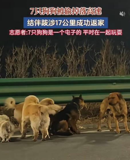 比人还团结！据说这七只狗狗是被人偷走的，并且已经上了高速，如果不是中途有狗咬破了