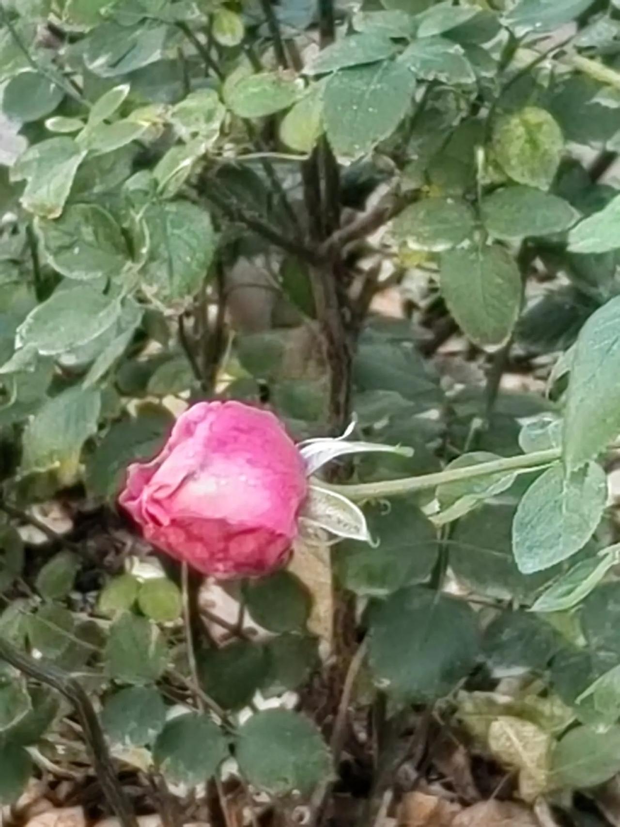 天冷了！她们还盛开如春。