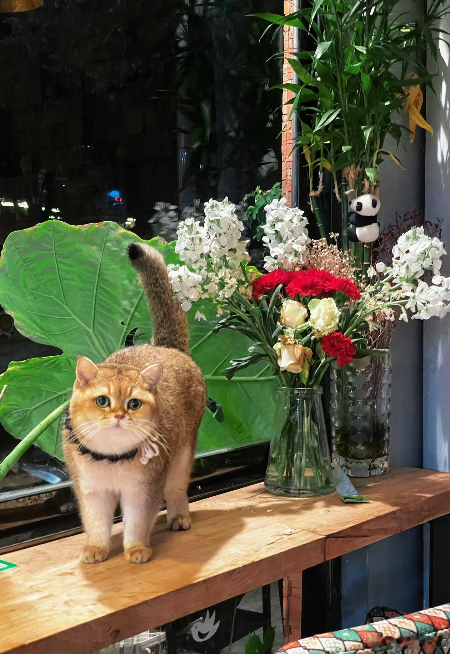 投资最高的学问在于领悟最高的境界在于潜伏最高的认知在于预见💪🍎🌹 