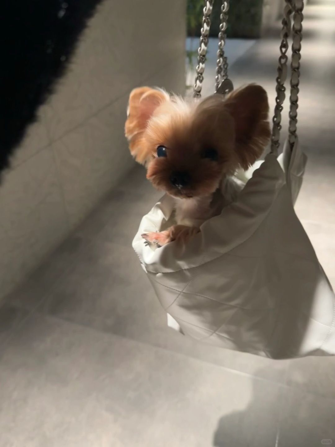 你家约克夏怎么出门的？