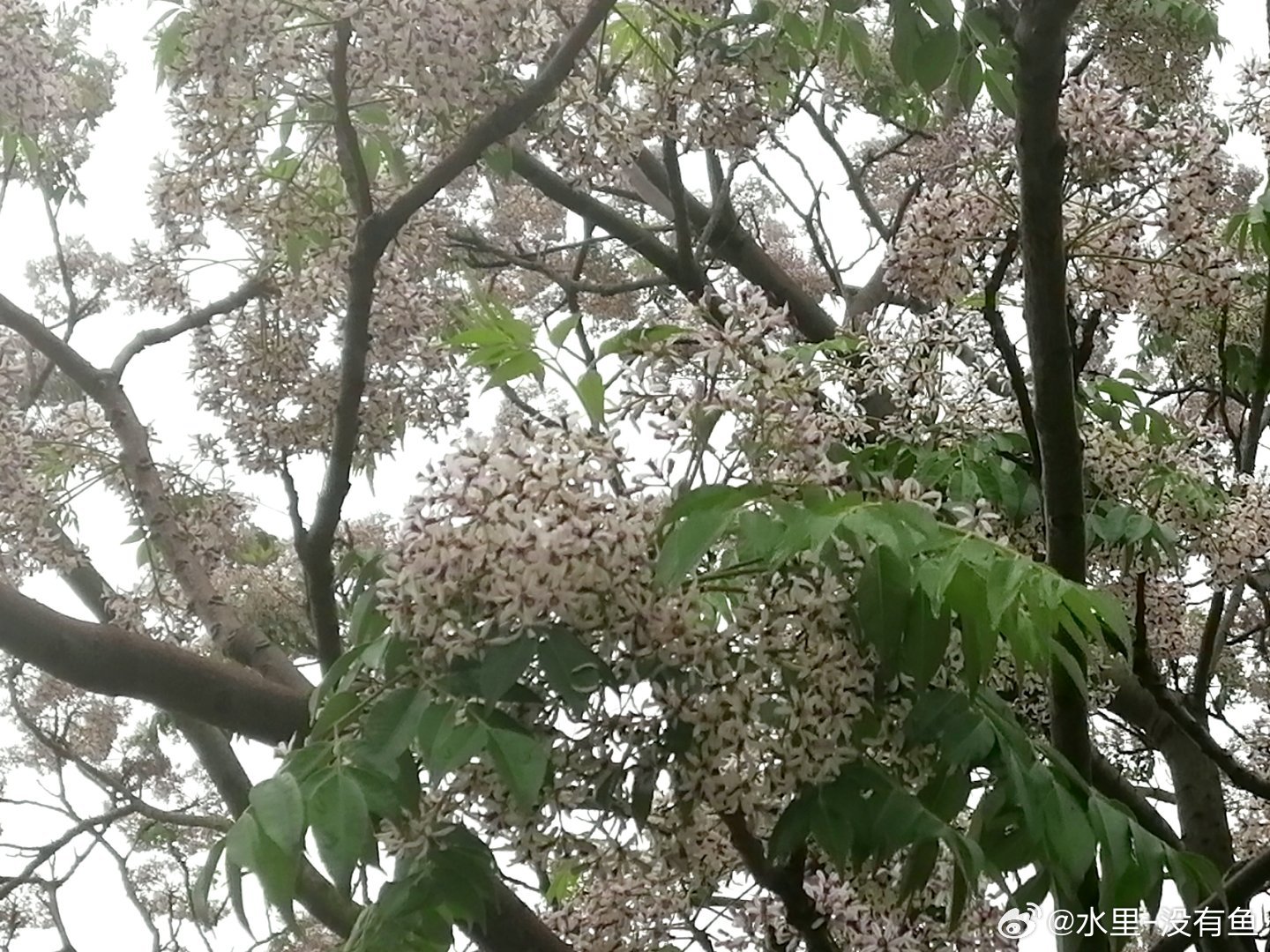 生活手记太喜欢这个花的味道了，浓香型也很好闻 