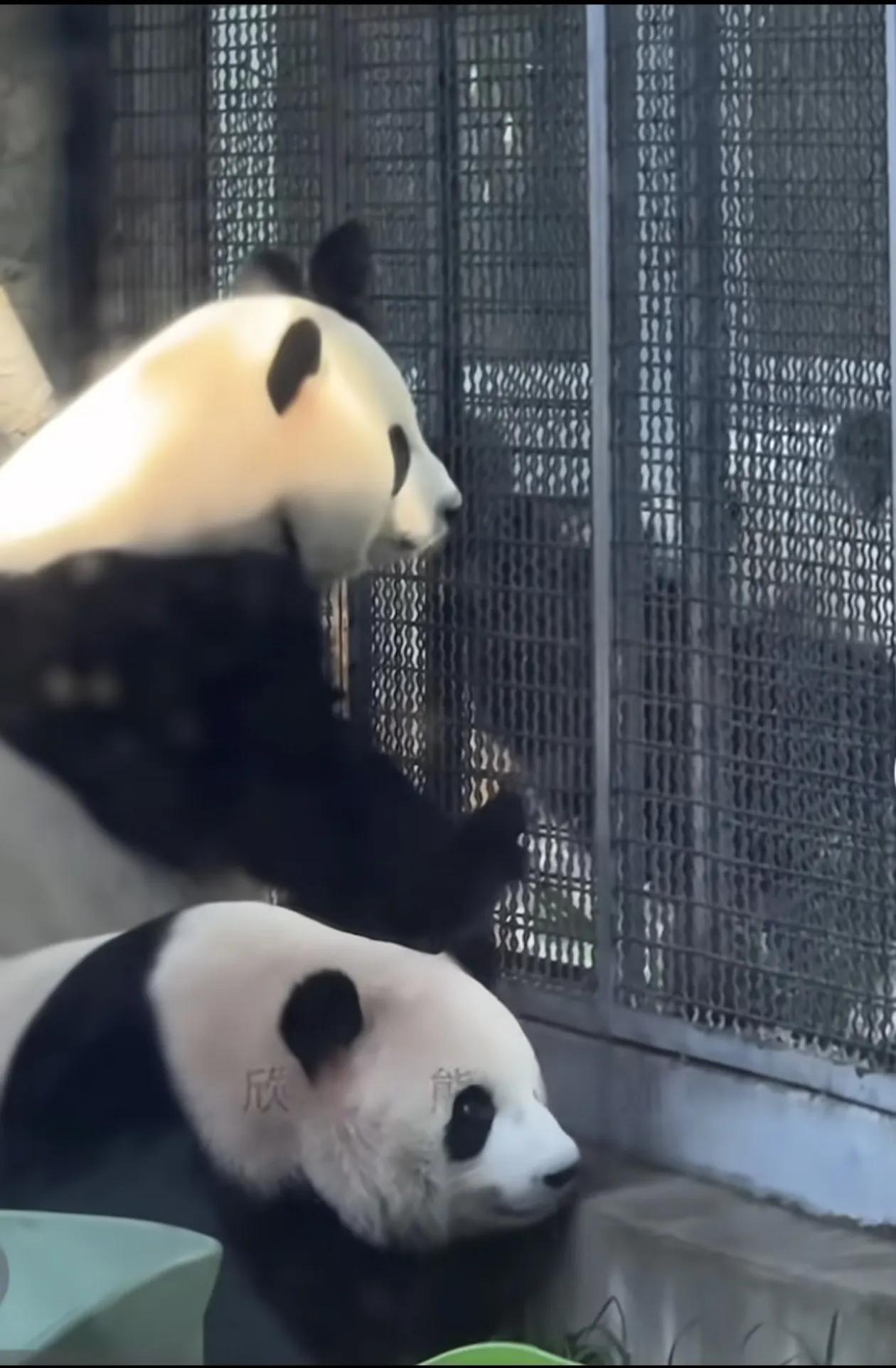 北动的大熊猫萌宝萌玉要去碧峰峡熊猫基地参与繁育了！它们的三哥萌兰看着姐妹俩长大，