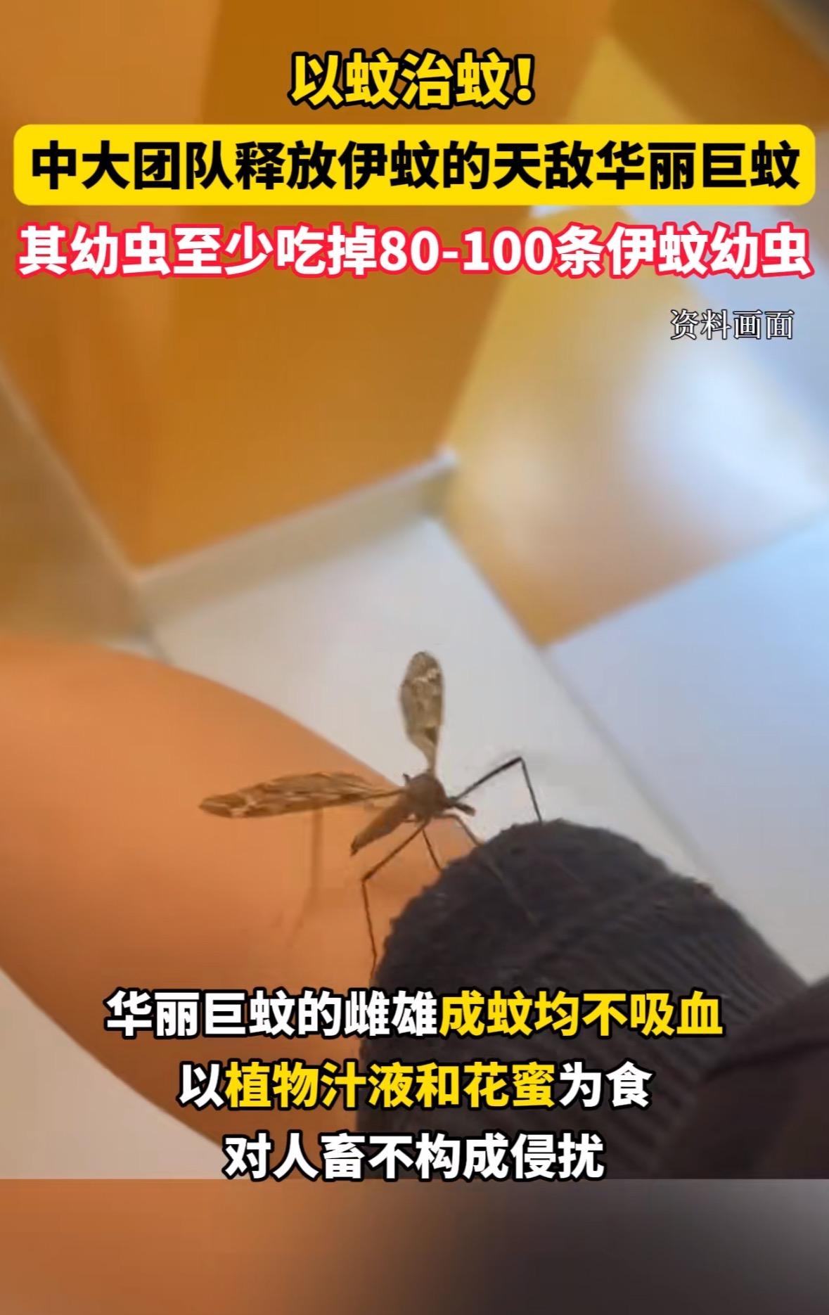 这下解释不清了！7月30日，广东，为了应对基孔肯雅热，中山大学的副教授带着学生团
