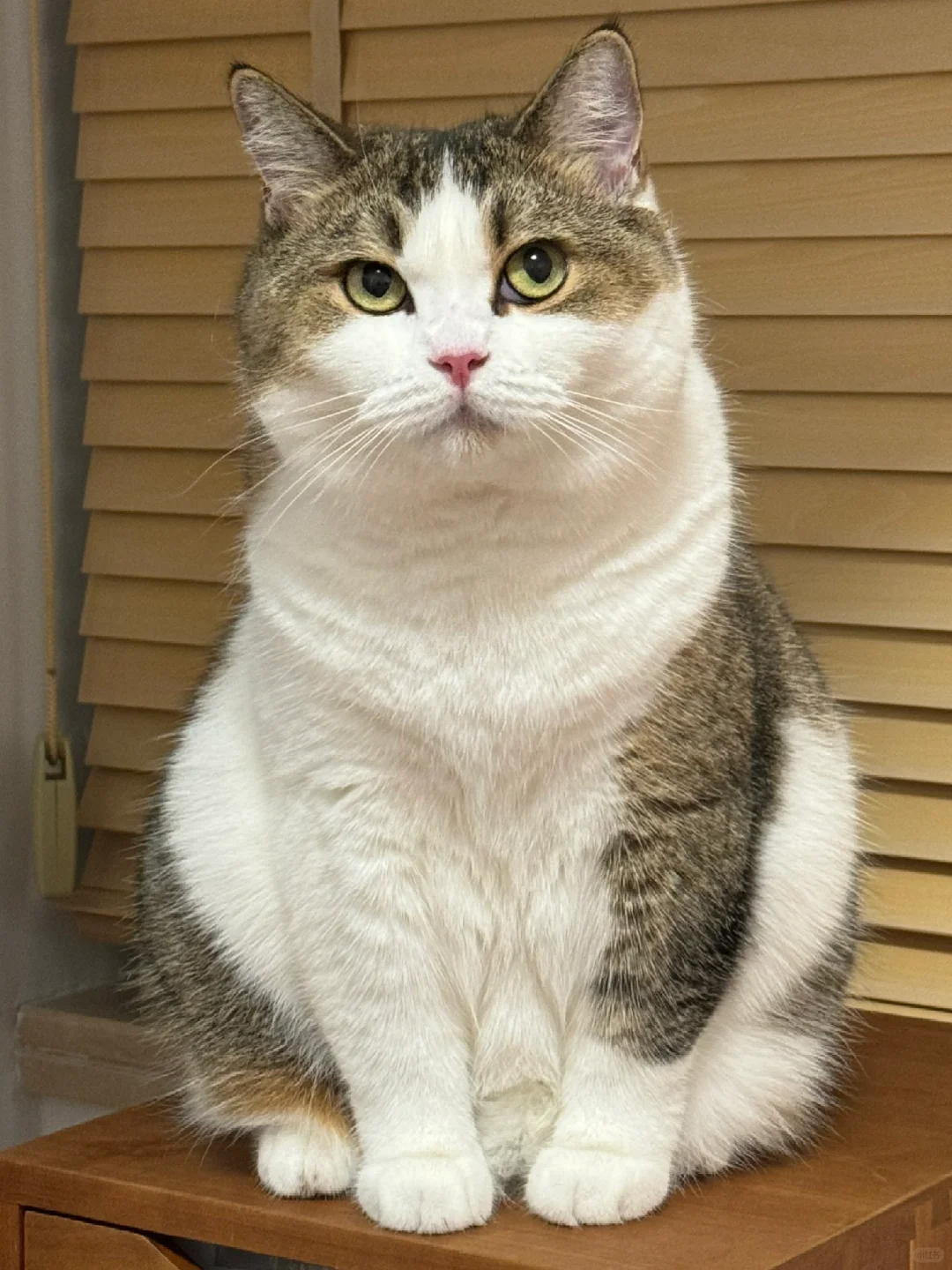小猫是知道自己可爱的吧