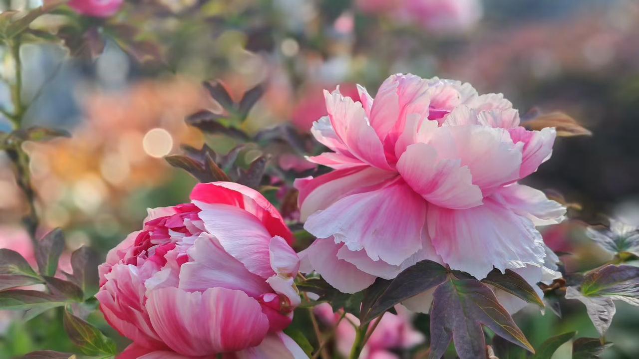 随手一拍的花有多美粉瓣叠霞，翠叶遮香，牡丹这一盛放，便把暮春的富贵气都揽尽了。