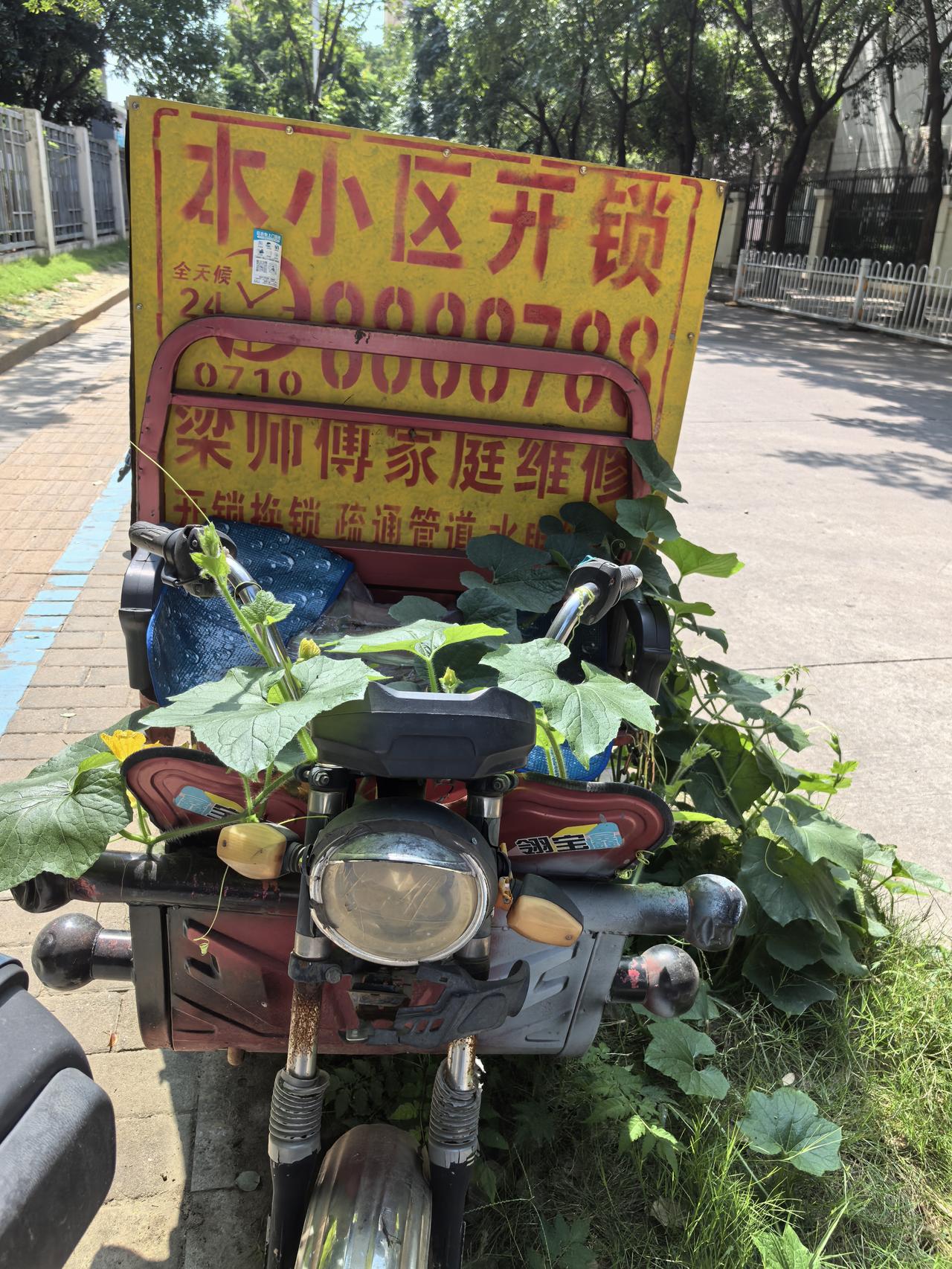 终究是南瓜藤爱上了三轮车把

楼下路边花坛里，长着一棵南瓜种，真的好佩服它，在这