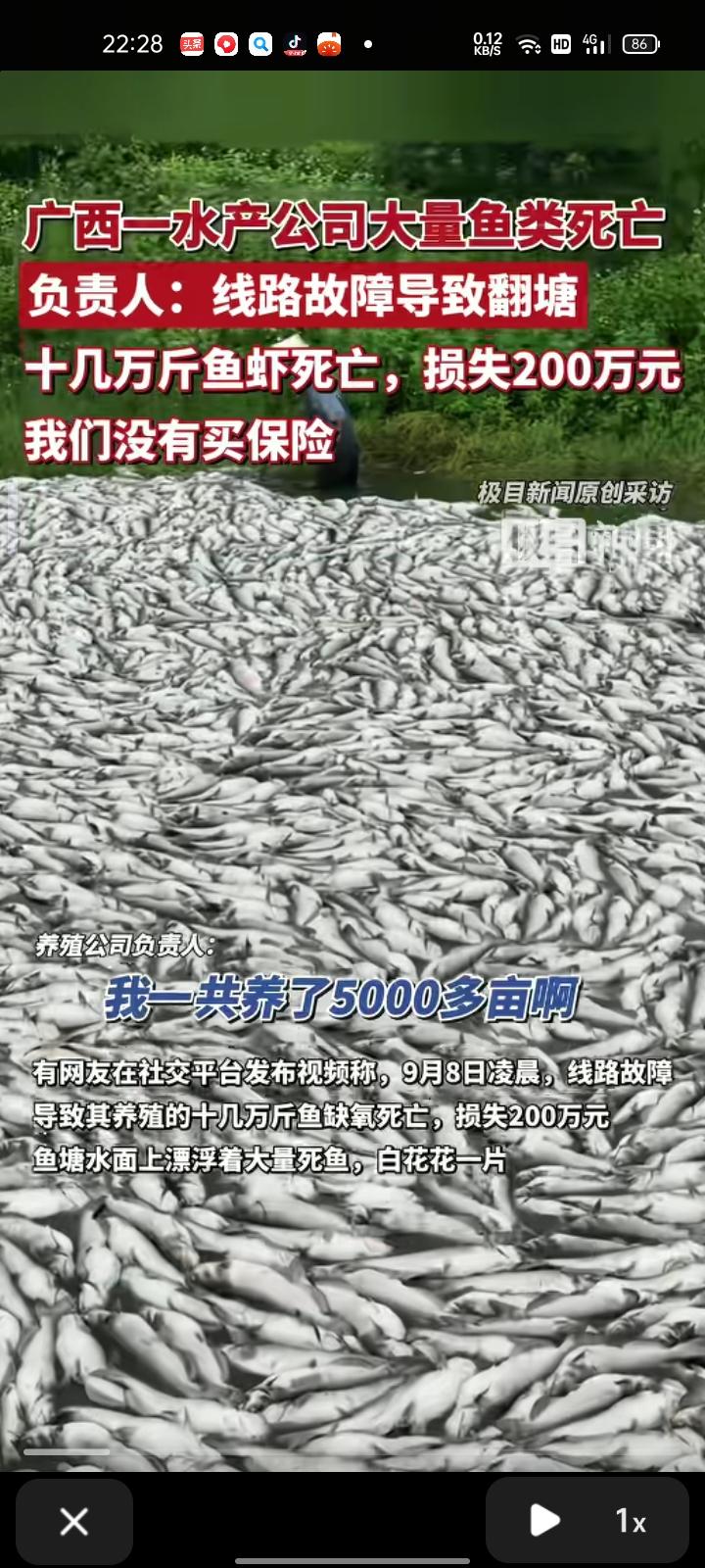 9月9日，防城港东兴市。网友发视频称，9月8日凌晨，线路故障导致其养殖的十几万斤