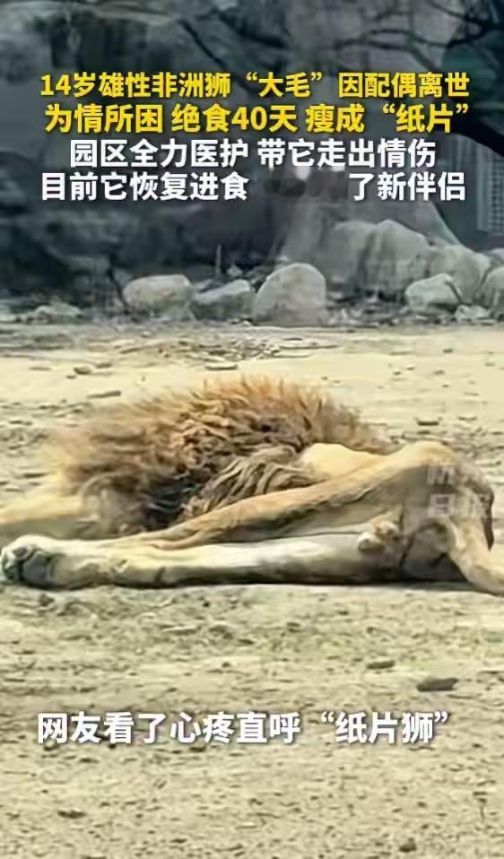 辽宁本溪14岁非洲狮大毛太深情了！去年配偶盼盼衰老离世后，它就精神萎靡为情所困，