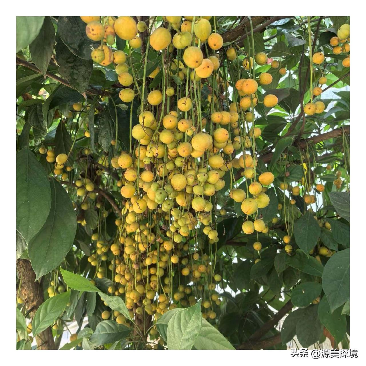 让人惊喜的水果

到云南瑞丽旅游观光，在乡村见到果树挂满果实，硕果累累。

瑞丽