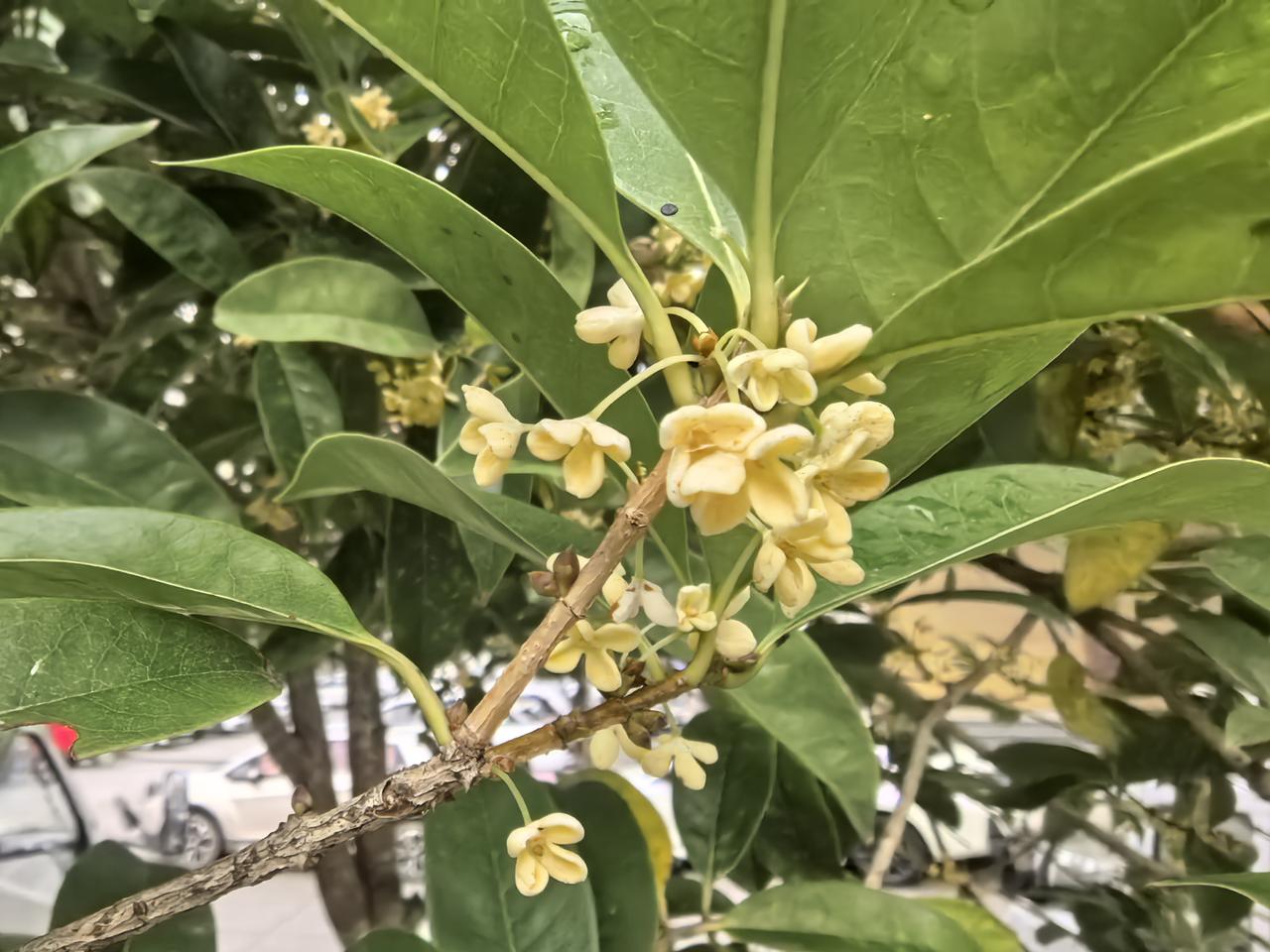 这树开满了金黄色的桂花，真漂亮。