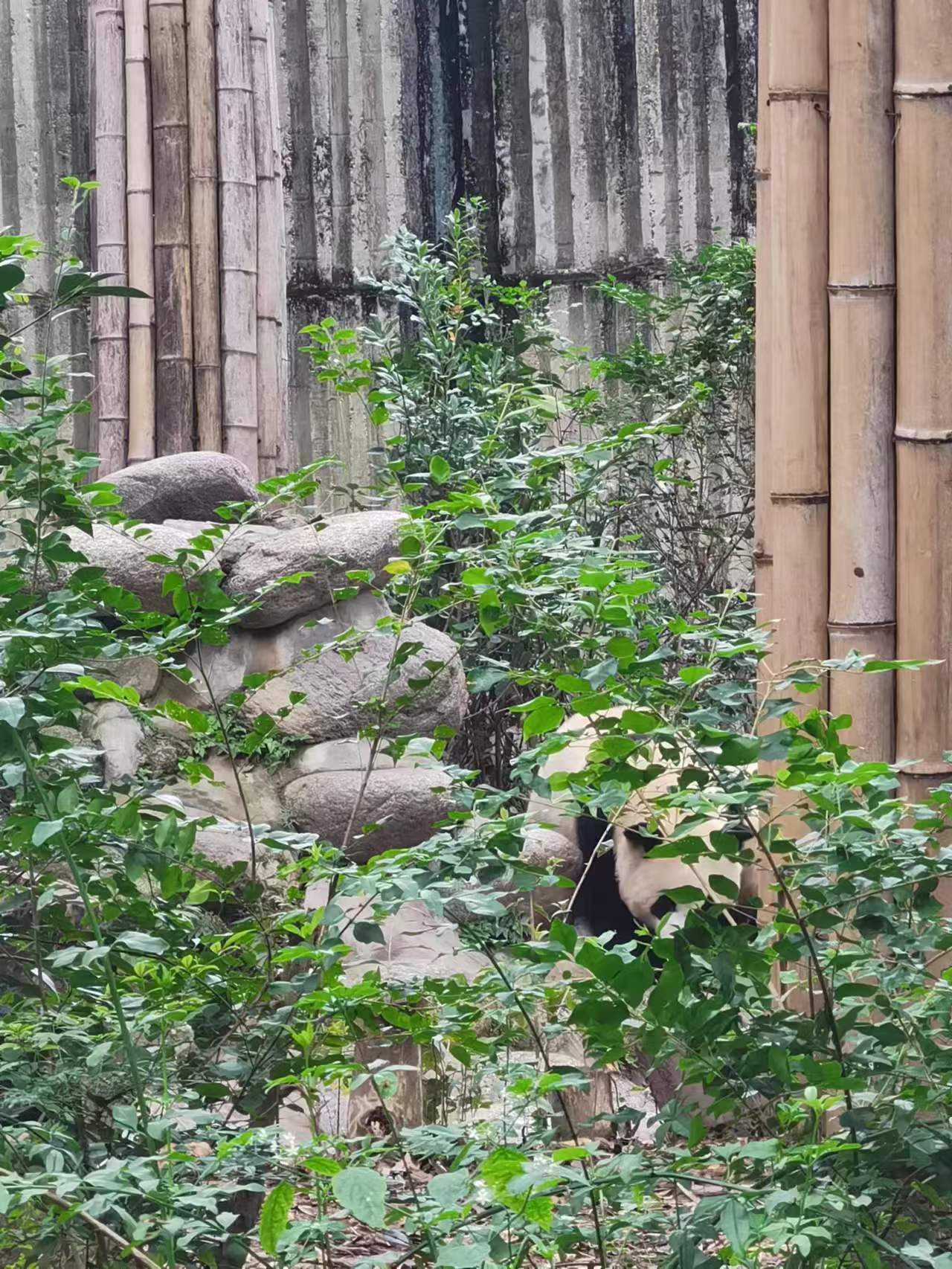 熊猫这保护色可以啊！ ​​​