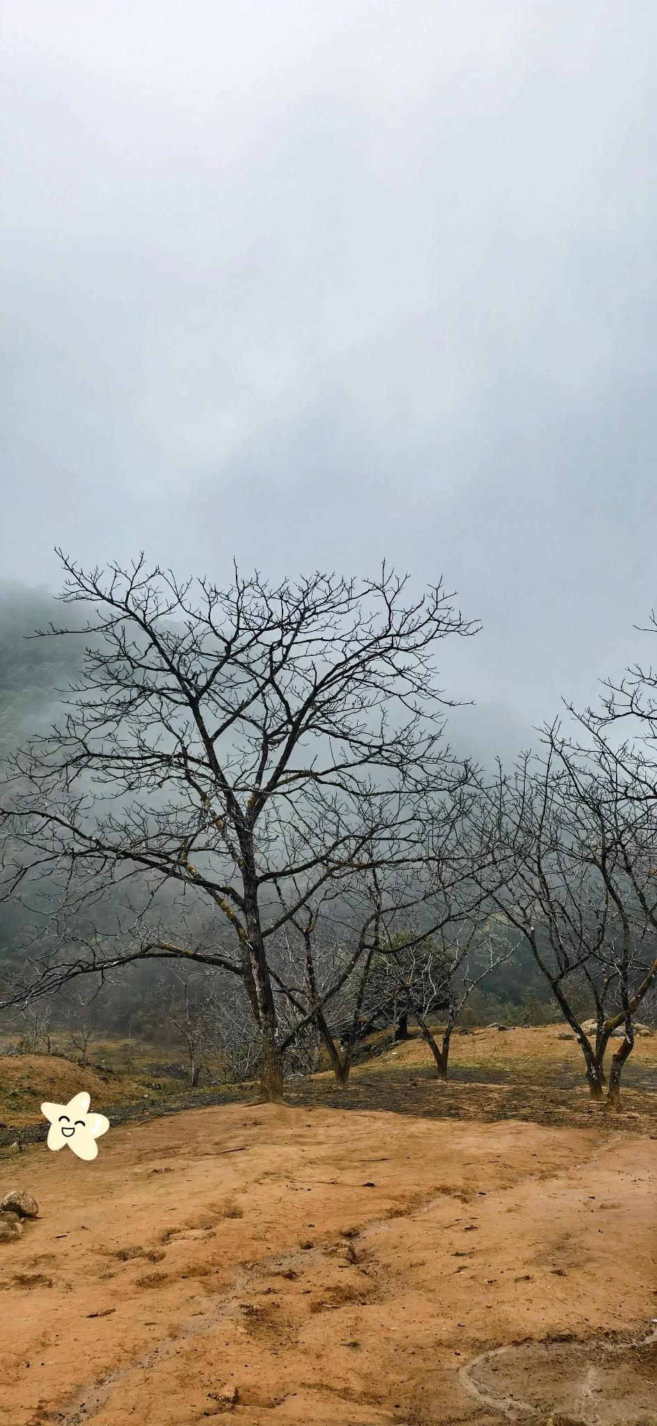 沿着蜿蜒小路前行，偶尔传来清脆的鸟鸣声，却不见鸟儿的身影，仿佛它们也沉醉在这晨雾