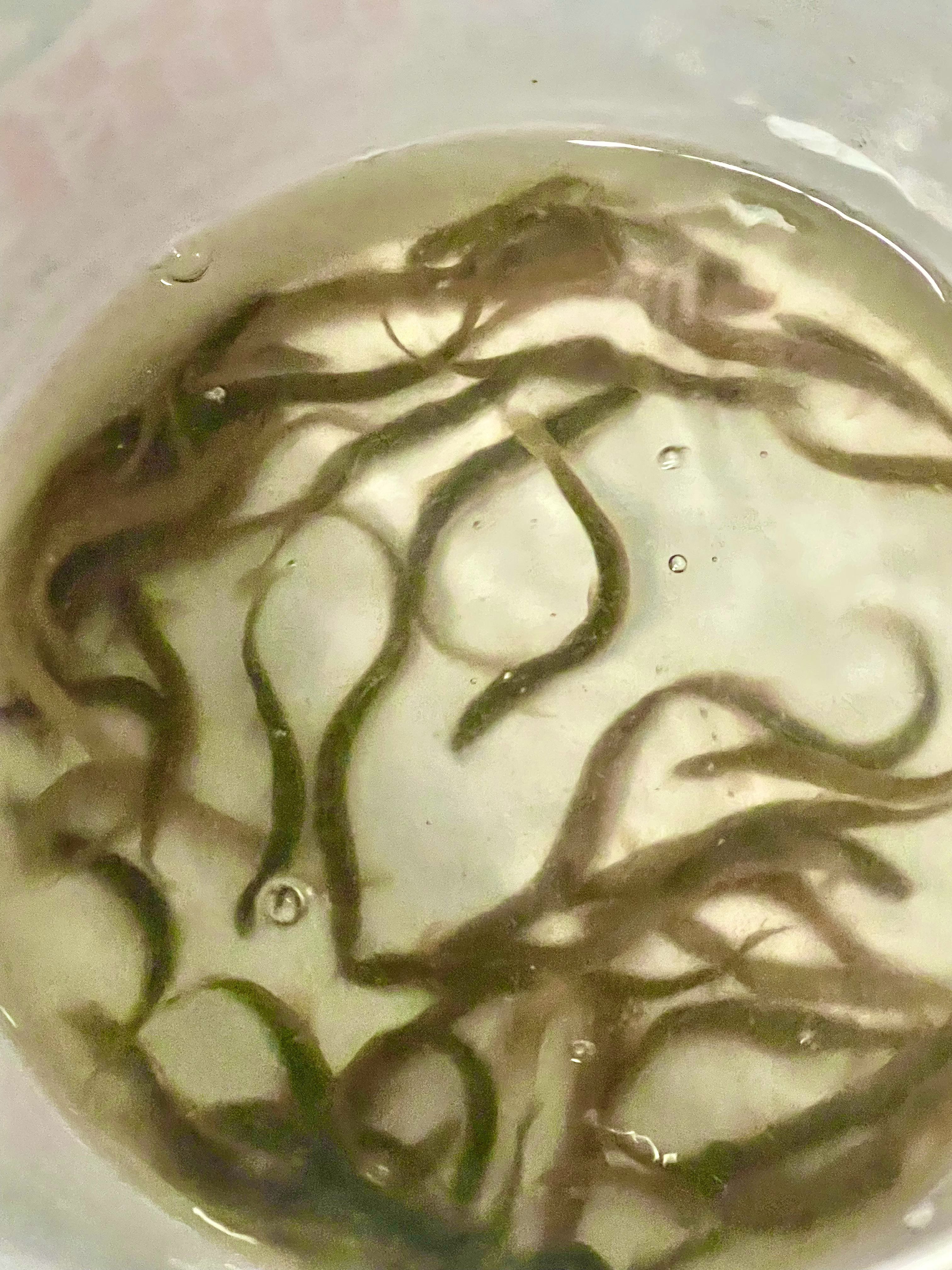 12月12日盘前上市公司公告：利好：真兰仪表：董事长之一致行动人拟增持不低于10