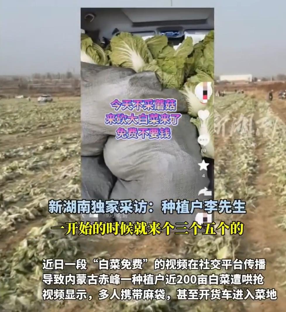 内蒙古赤峰200多亩白菜被人“哄抢一空”，承包商损失100万！“麻袋装走的，不仅
