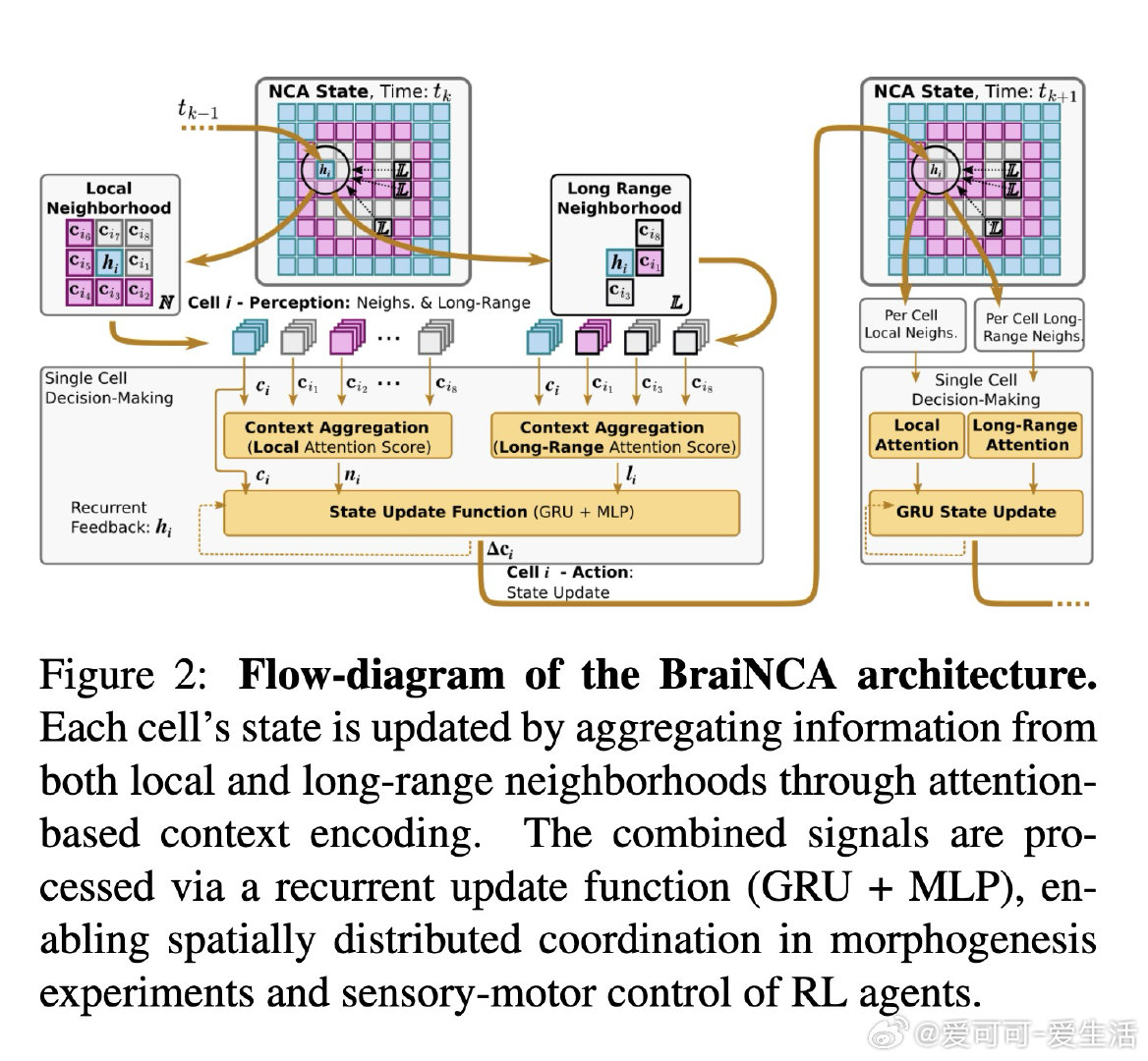 [AI]《BraiNCA: brain-inspired neural cell