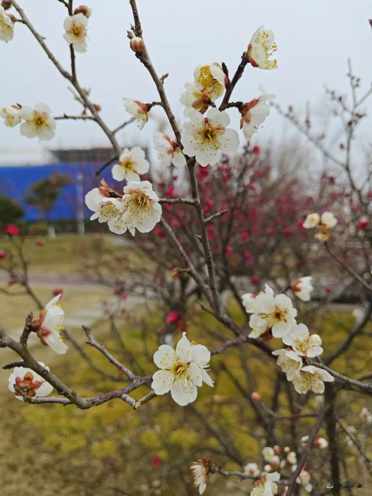 春日花语