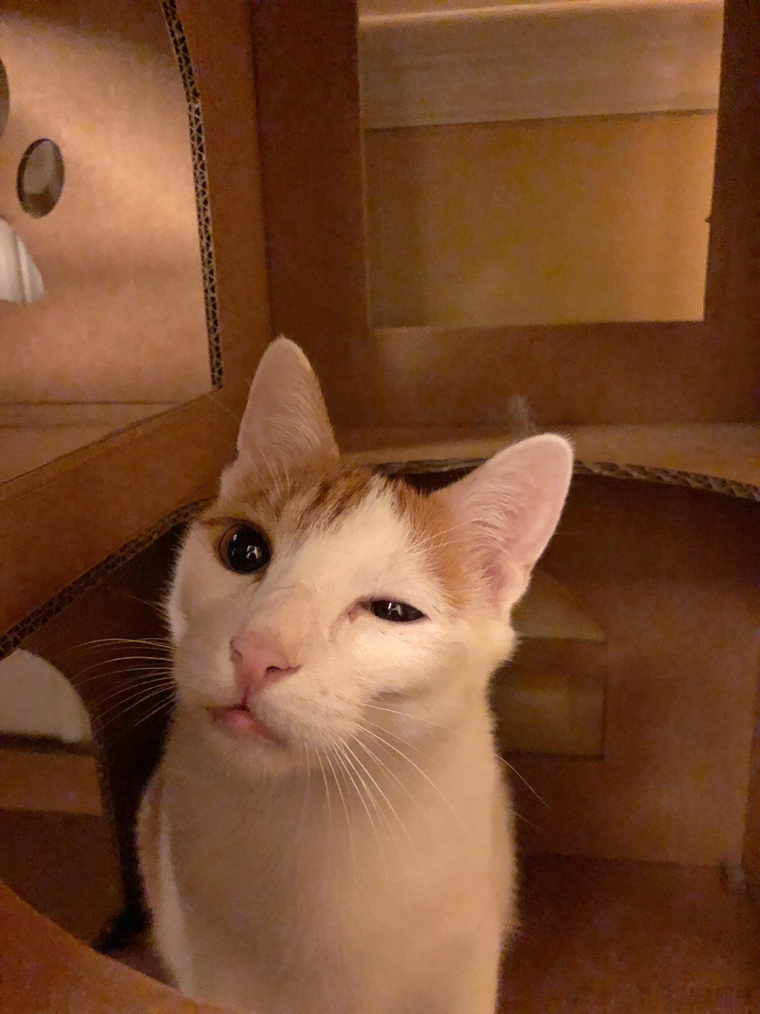 猴这组照片我看一次笑一次啊！[笑cry][笑cry][笑cry][笑cry][笑