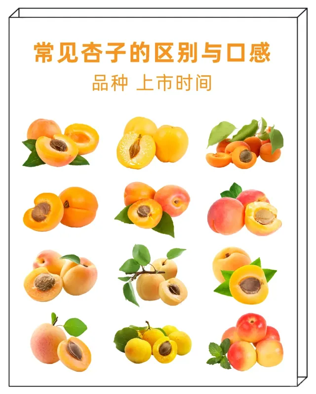 杏子控集合！常见杏子品种大赏🌟