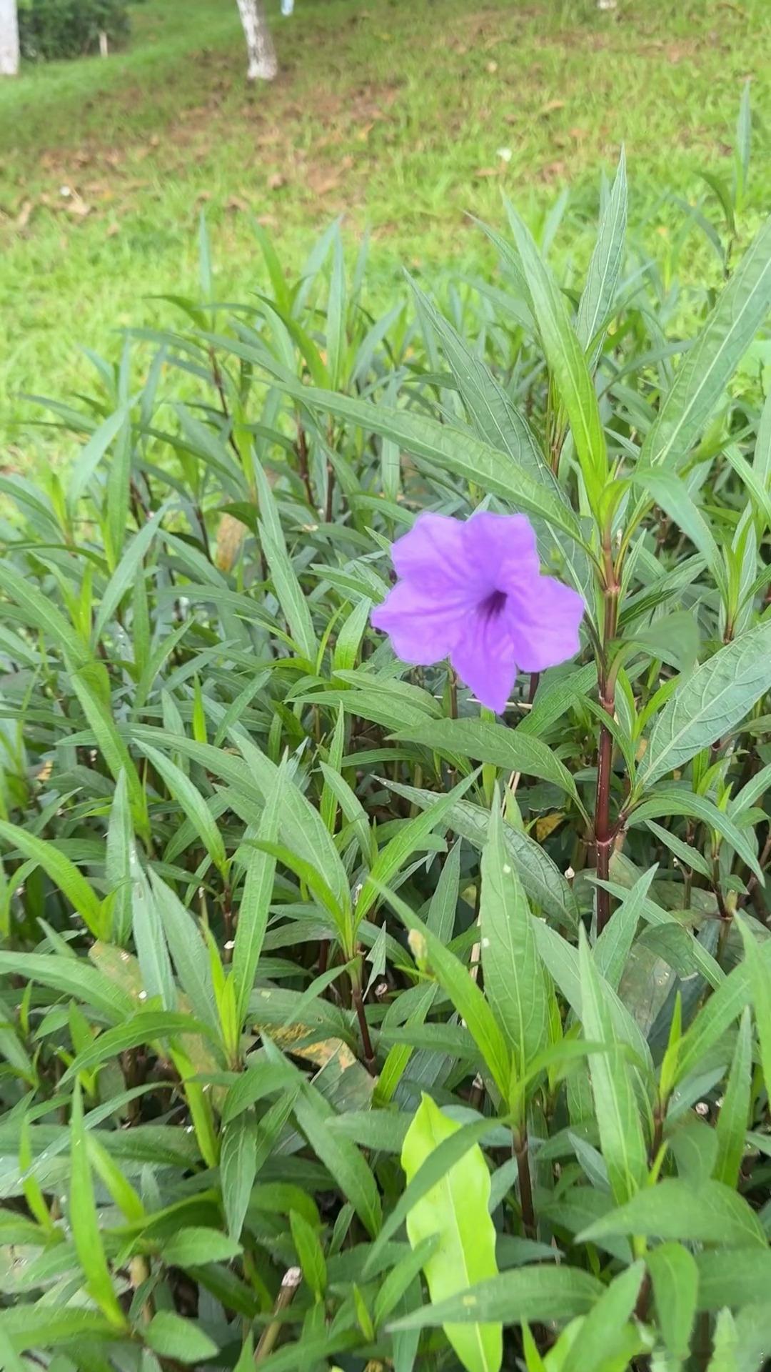 今日跑休骑行37公里感受风与自由～骑行维持生命力的方式是热爱骑行