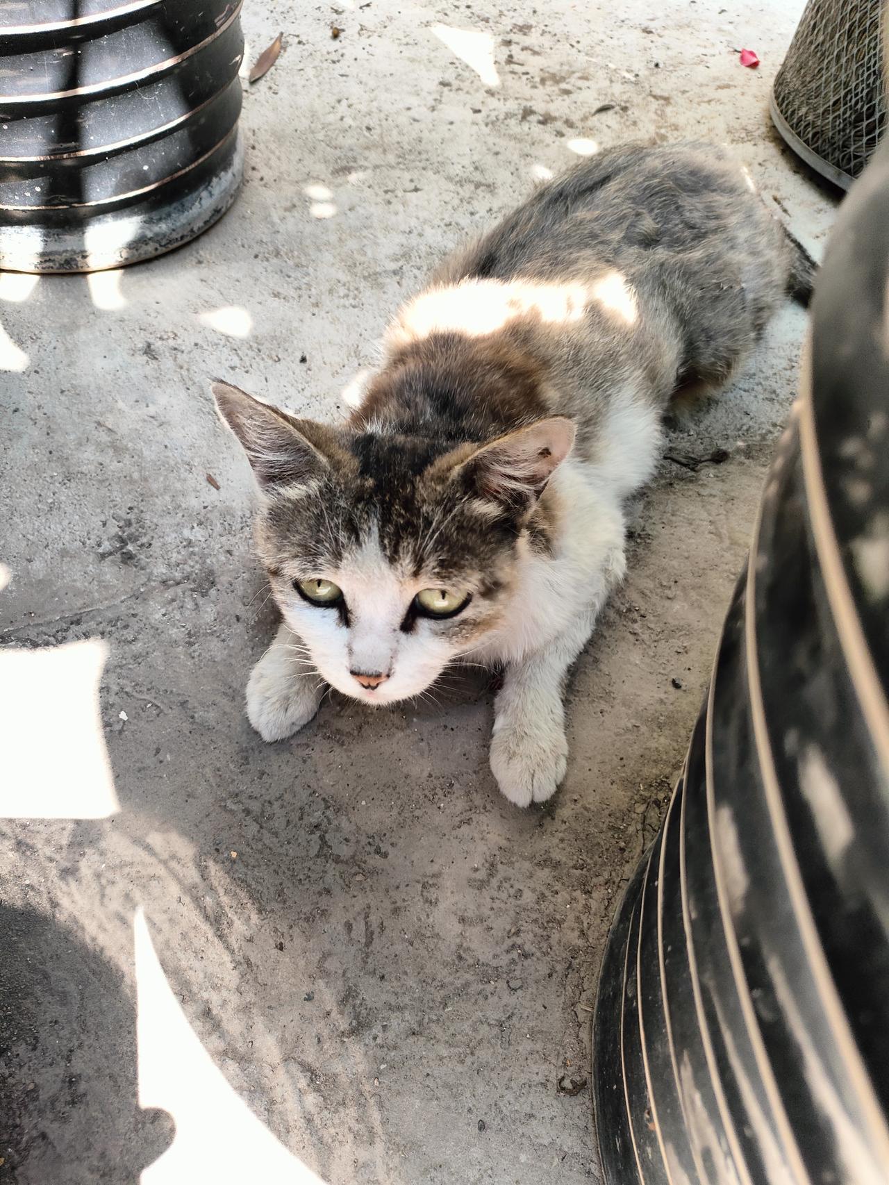 ​2. 阳光洒落庭院，猫咪静卧，花木繁茂，寻常日子温柔动人。