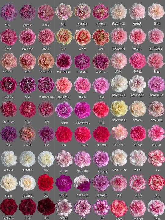 每日识花系列｜一次性认识180种康乃馨①