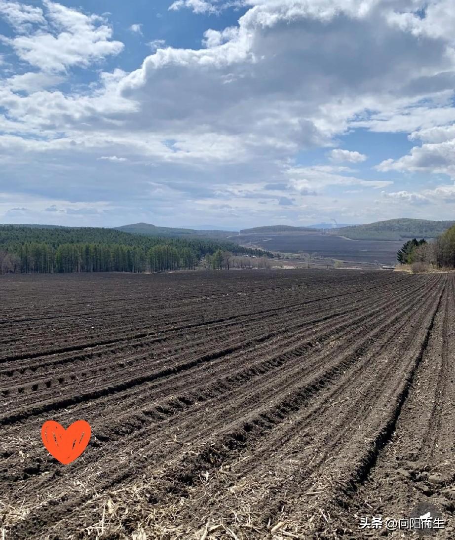 今天突然接到原单位电话，
可把我乐坏了！
说给我分40亩地，
就是得回农场上班。