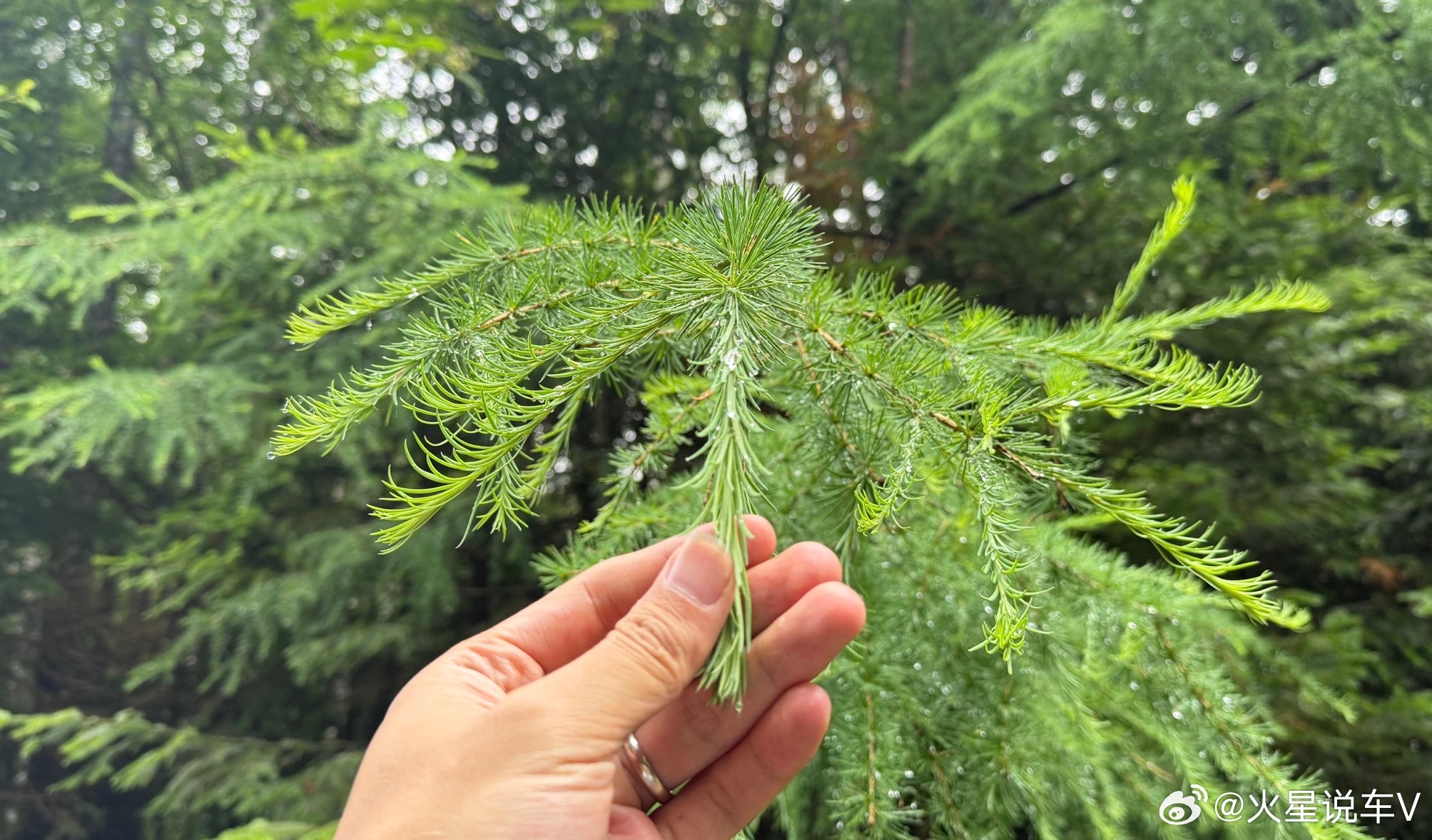 车轮追山林，赴长白山自然保护区，敬畏山野，文明探境。2027款新福特探险者 此行