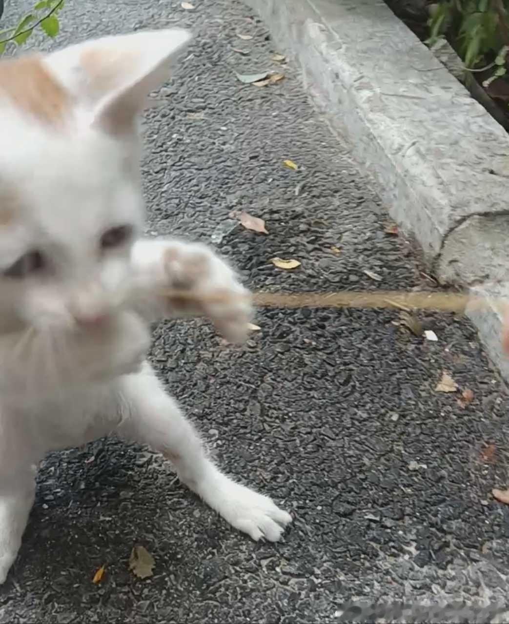 50262【丑猫】小凑猫痔疮膏 