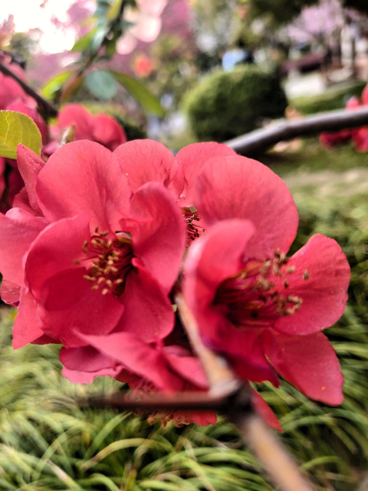 莫愁湖的海棠花有四十三个品种，颠覆我的认知，我原来以为海棠无非就是垂丝海棠，西府