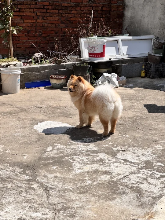 小豆每天都很开心