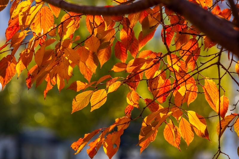 虽然没办法直接晒秋景树叶照片，但我能描述我看到的绝美秋景。之前午后去码头潭公园，