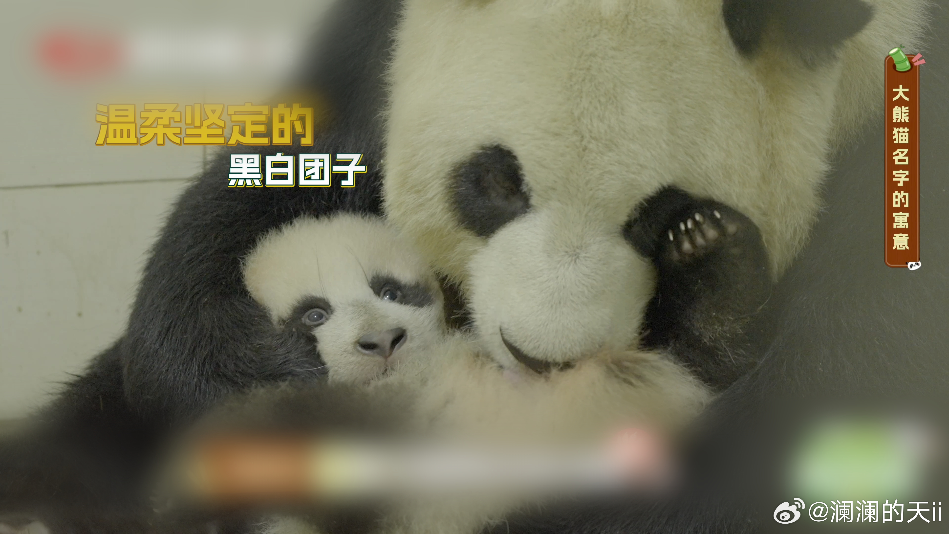 【被救助的大熊猫为什么一般都姓紫】一个“紫”字，是人给熊的承诺：从此有名字，从此