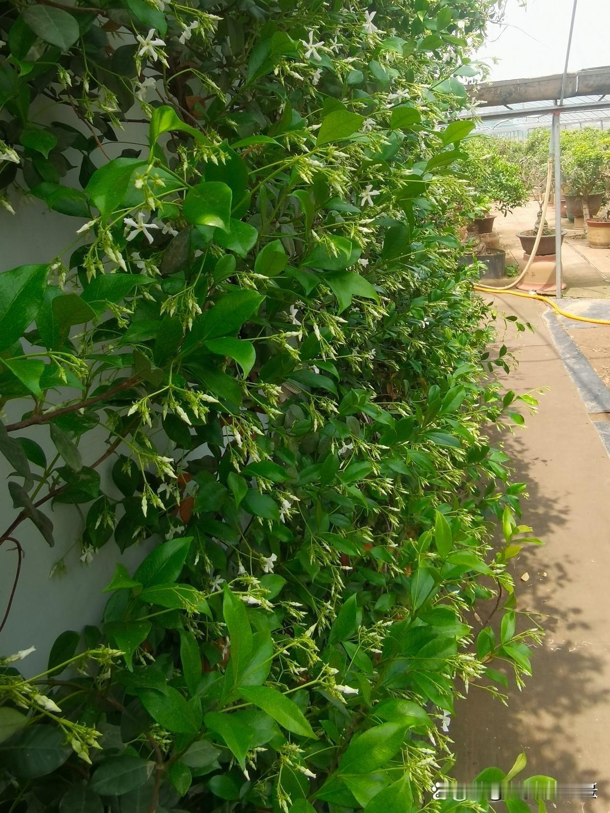 分享一张农家小院的照片农村小院里有风车茉莉，桂花盆景，花友们喜欢这样的小院吗？